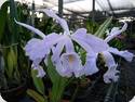 Cattleya maxima var. coerulea